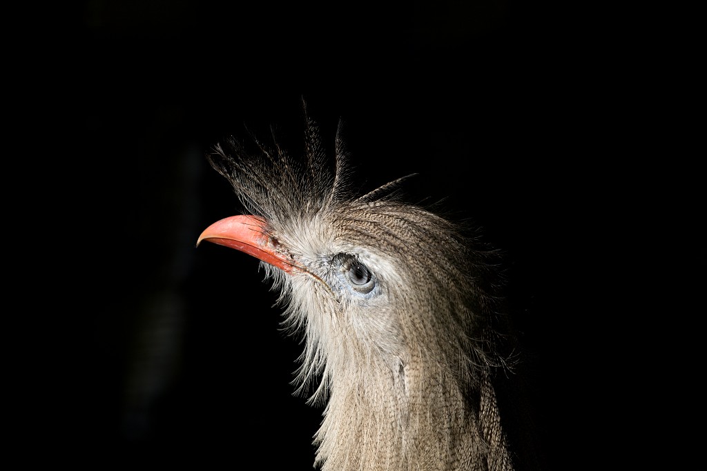 vogels vogel hdr fauna natuur aves zang vliegen vrij